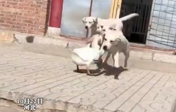 QQ截图20231024103434
