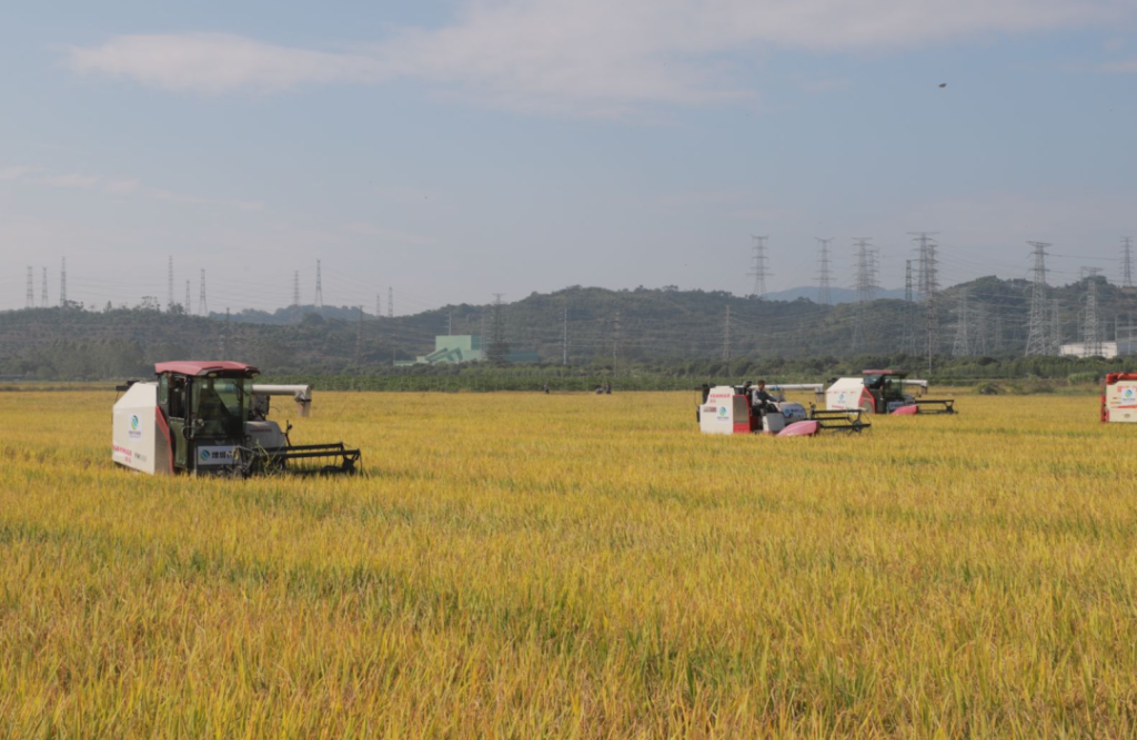 一粒丝苗米 香飘五百年-