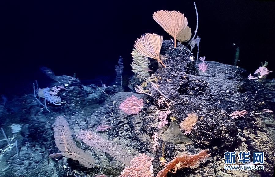 （图文互动）（1）“科学”号在马里亚纳海沟发现多处罕见“海底花园”