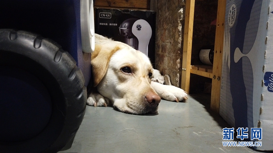 韦琳工作时，导盲犬Alan就在一旁休息。新华网 林晓蕾 摄