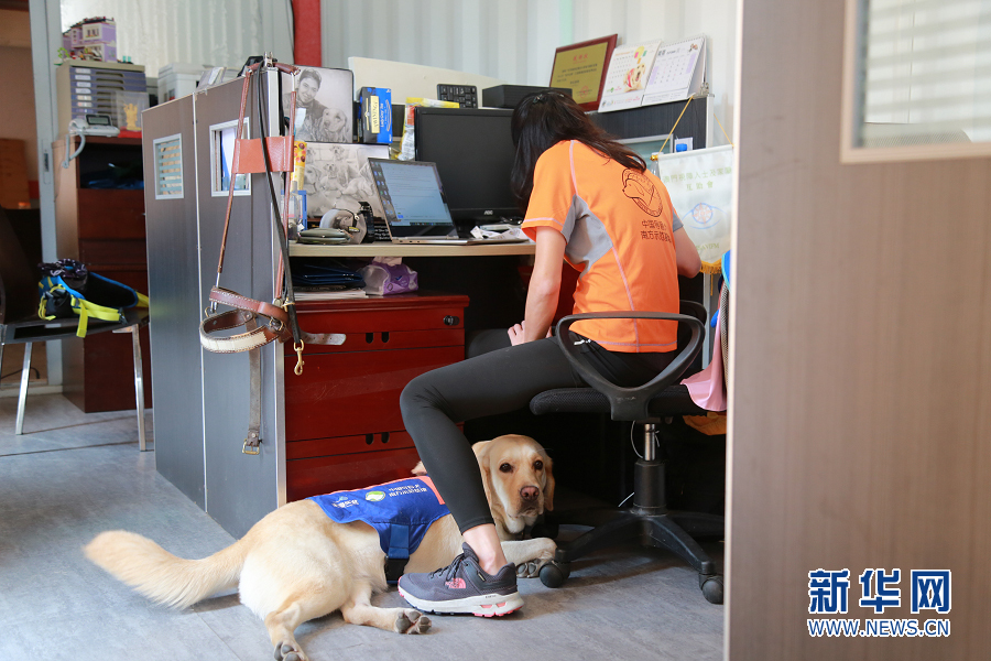 当前广州导盲犬缺口较大，基地可以投入服务的导盲犬只有四只。新华网 林晓蕾 摄