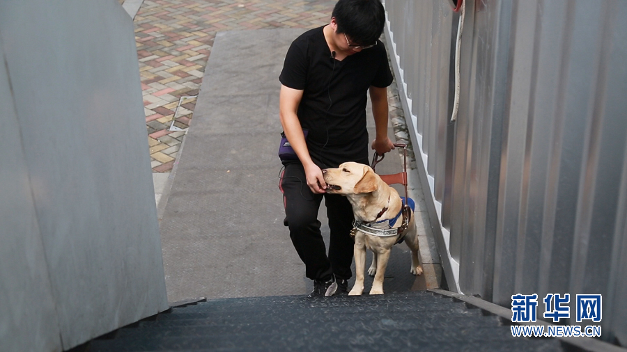 训犬员奖励完成指令的导盲犬。新华网 林晓蕾 摄