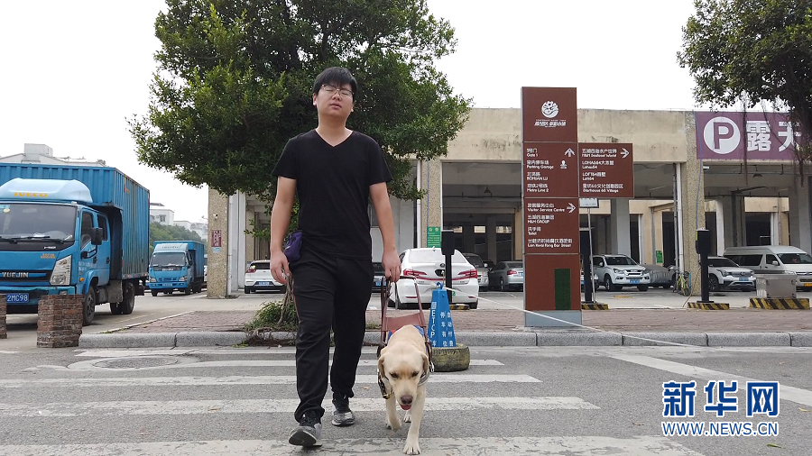 训犬员训练导盲犬过马路。新华网 林晓蕾 摄
