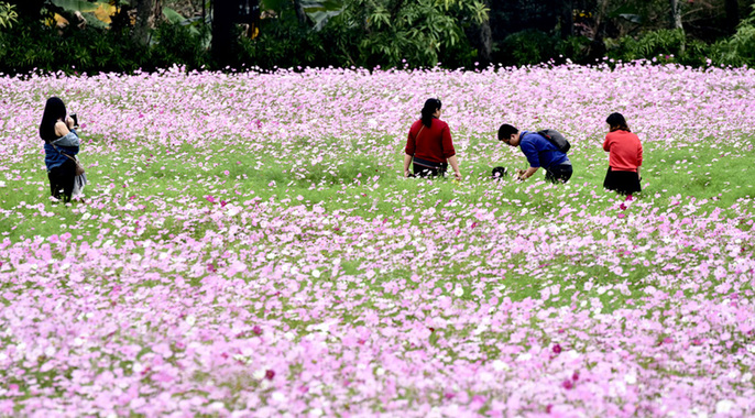 南国热带花园格桑花盛开