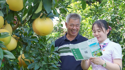 农行广东梅州分行金融“活水”让金柚产业更甜蜜