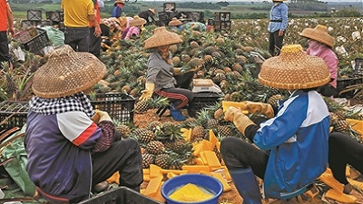 廣州消費幫扶“來之即戰” 打響百萬斤鳳梨“保衛戰”