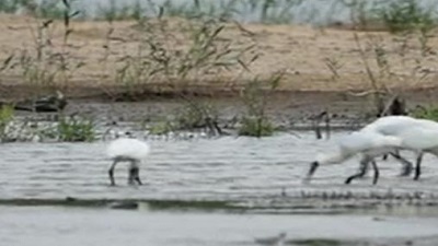 数量创新高！100多只黑脸琵鹭飞抵深圳湾湿地