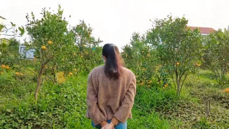 Vlog丨吃贡柑啦！探访德庆，沉浸式体验贡柑果园