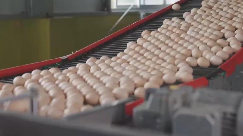 粤港澳大湾区现代农业产业园日产鸡蛋300万颗