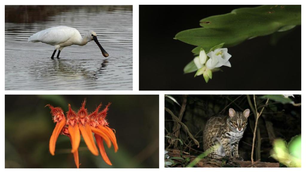 從野生動植物保護看深圳高品質發展“生態圖景”