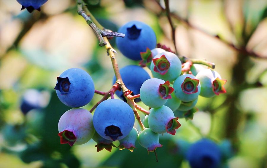 山泉灌溉助增收 藍莓“繪出”好“藍圖”